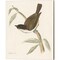 Engraved Birds by Wild Apple Portfolio 12" x 15" Canvas Wall Art (Set of 2)